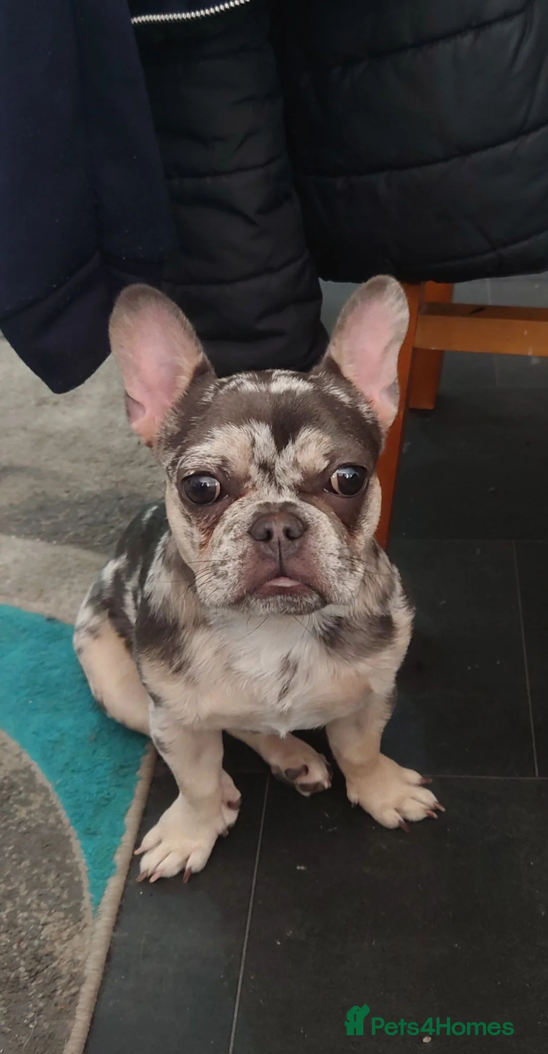 French Bulldog dogs for sale: French bulldog merle colour  in Bradford - Advert 1