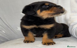 Rottweiler dogs for sale: **Stunning Rottweiler Puppies** - Image 6
