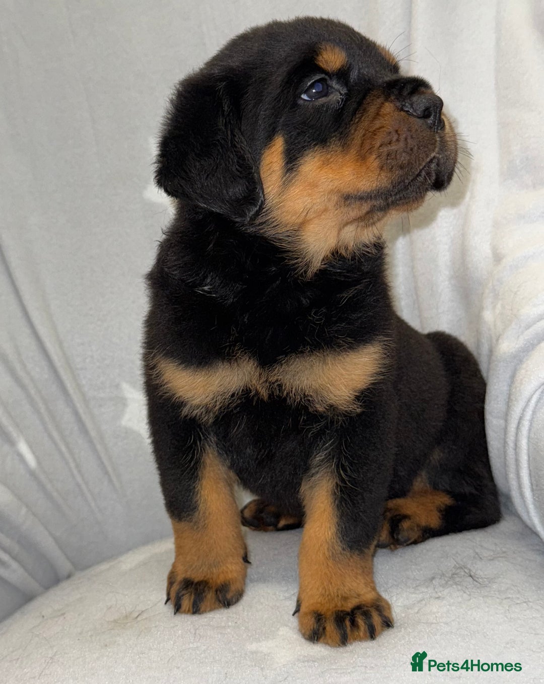 Rottweiler dogs for sale: **Stunning Rottweiler Puppies** - Image 6