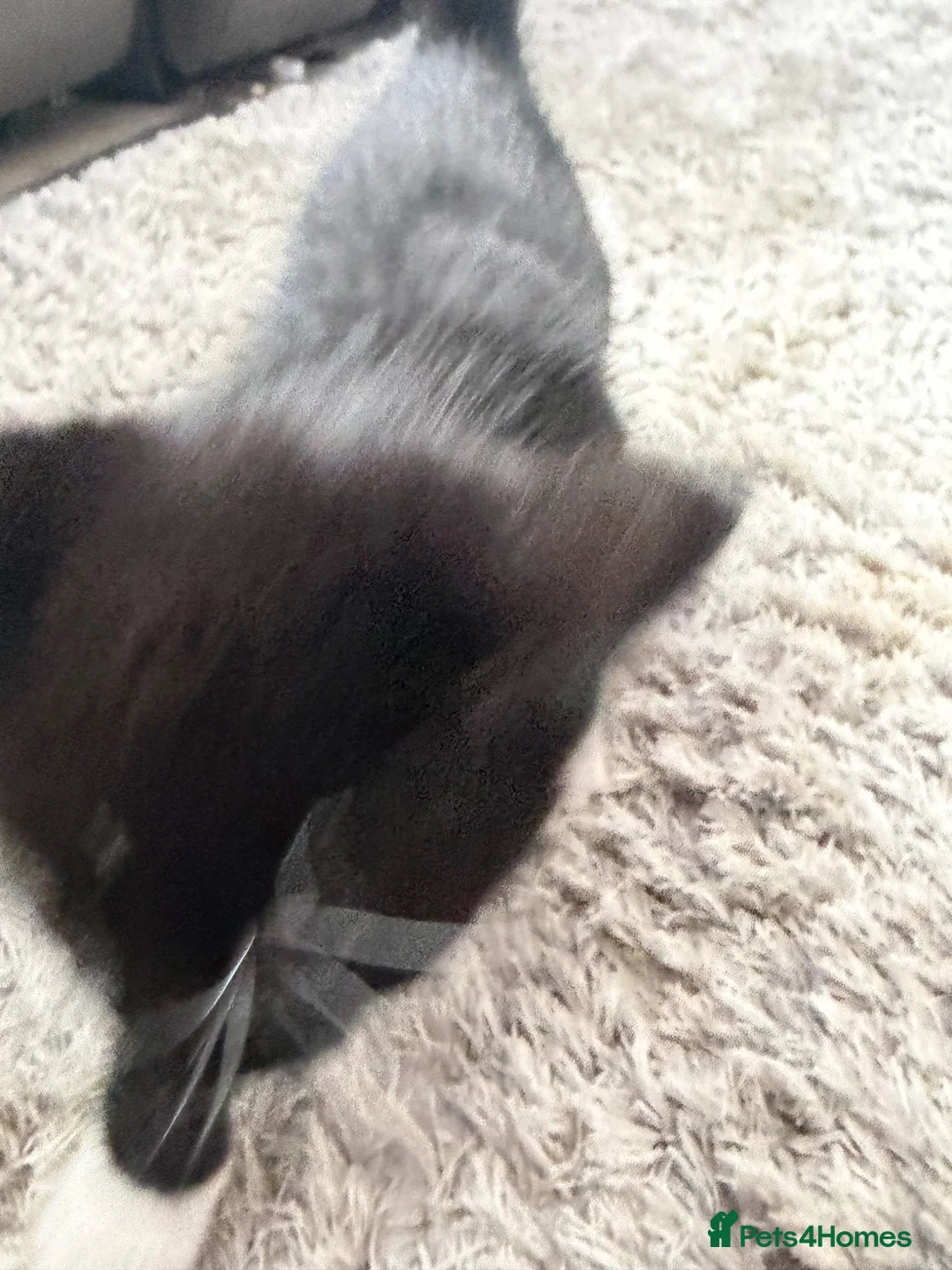 British Shorthair cats for sale: Kittens  in High Wycombe - Advert 13