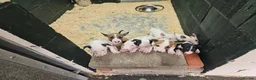 English Bull Terrier dogs for sale: English bullterrier pups for sale - Advert 6