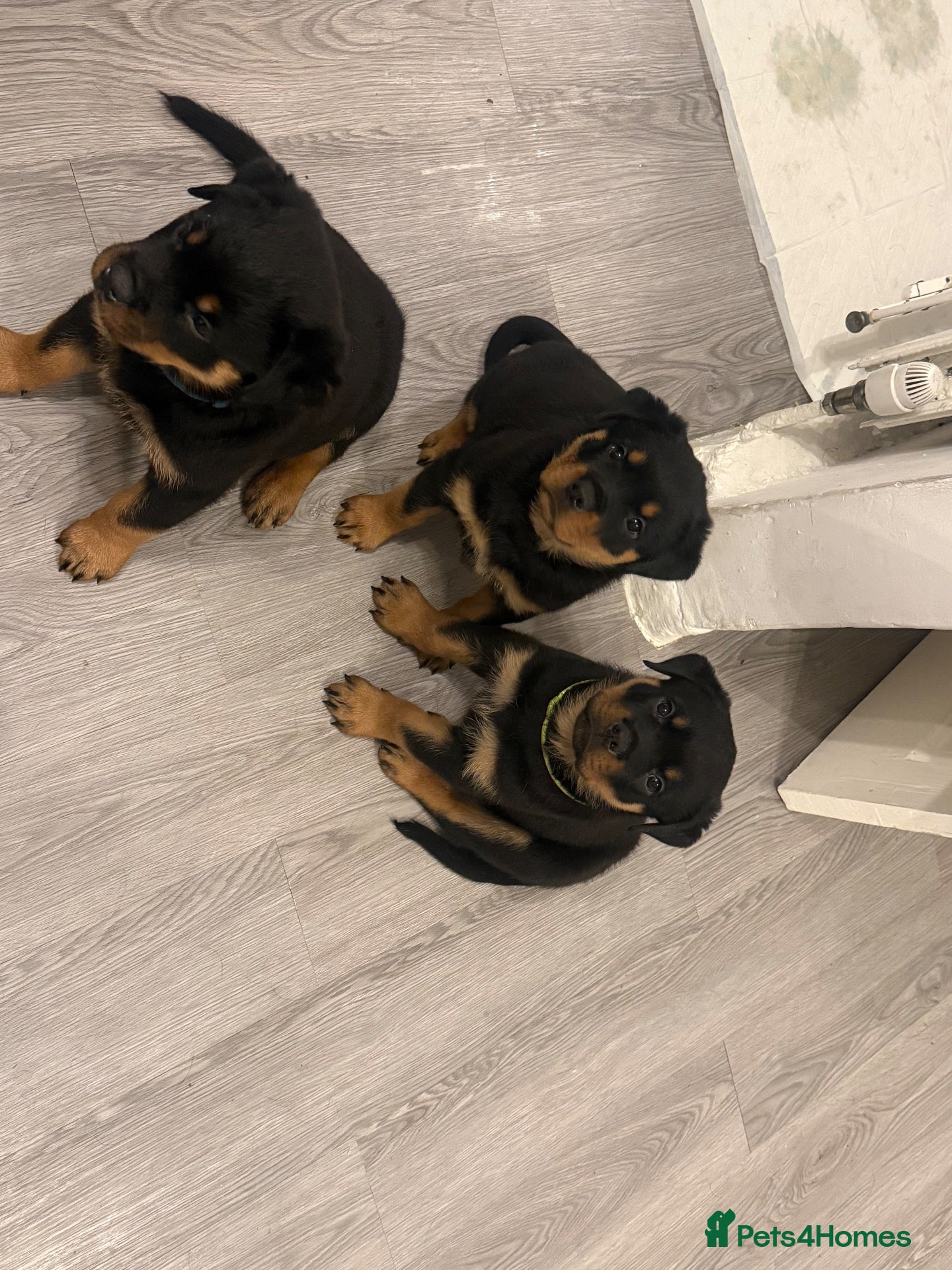 Rottweiler dogs Rottweiler pups  - Advert 2
