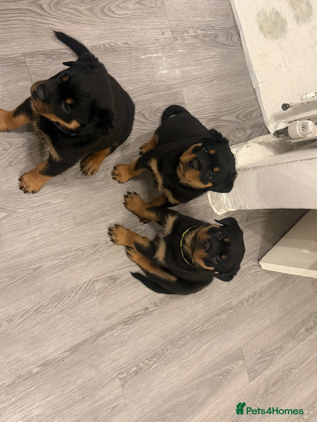 Rottweiler dogs for sale: Rottweiler pups  - Advert 1
