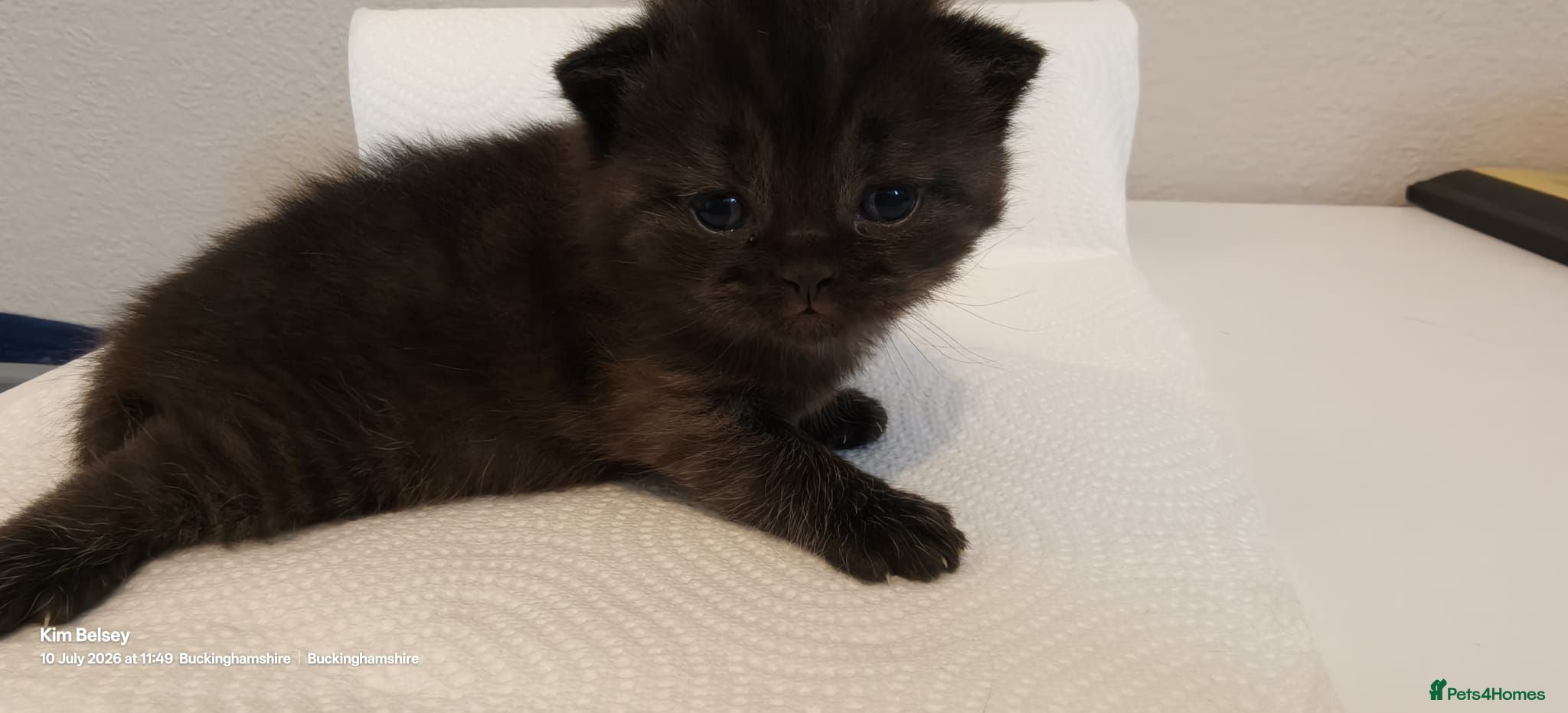 British Shorthair cats BSH GCCF Pedigree Black & Blue Ready Sept - Advert 2