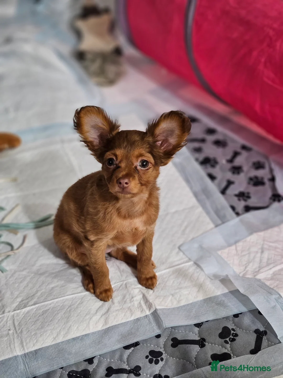 Russian Toy Terrier dogs for sale: Russian Toy Puppies from Quality Show Lines in Ilford - Advert 2