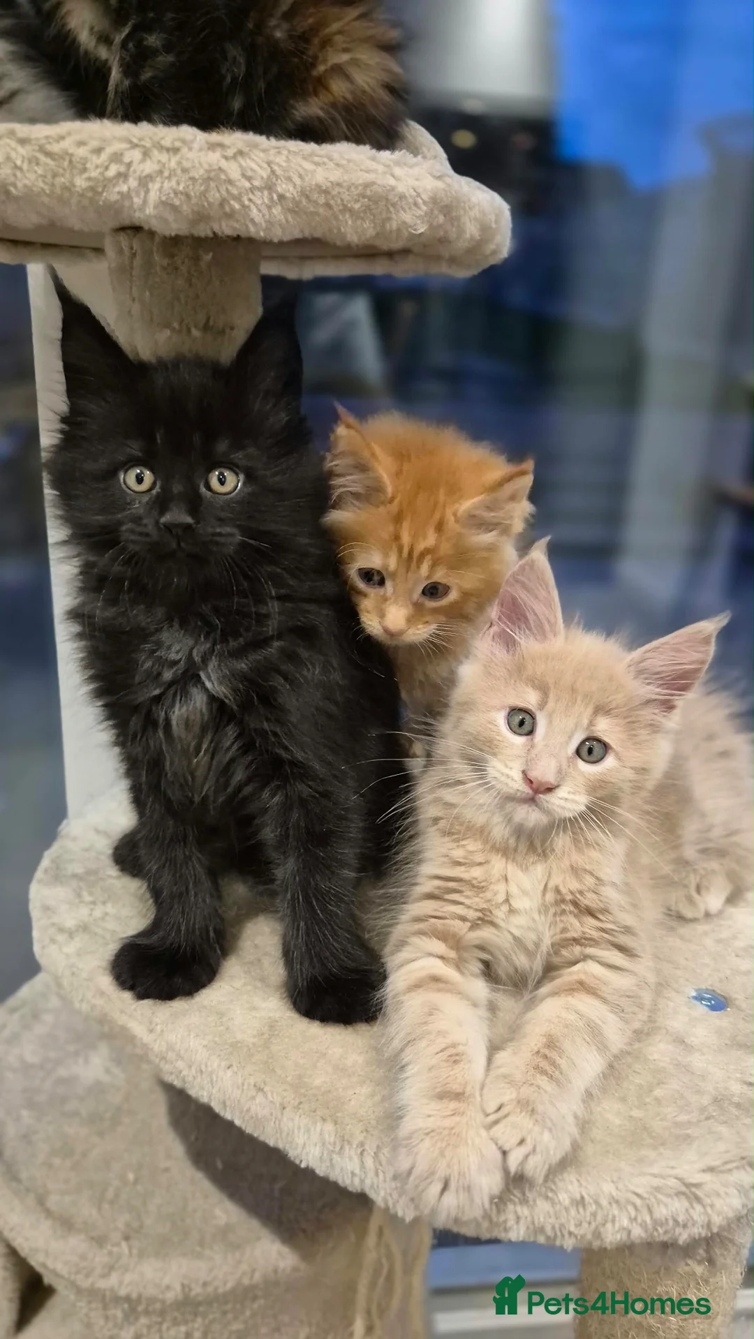Maine Coon cats for sale: Majestic TICA Registered Mainecoon Kittens - Advert 2