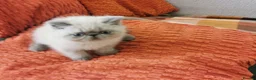 Exotic cats for sale: Pedigree exotic kittens - Advert 6