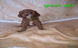 Cavapoo dogs for sale: Beautiful F1 cavapoo puppies - Image 4