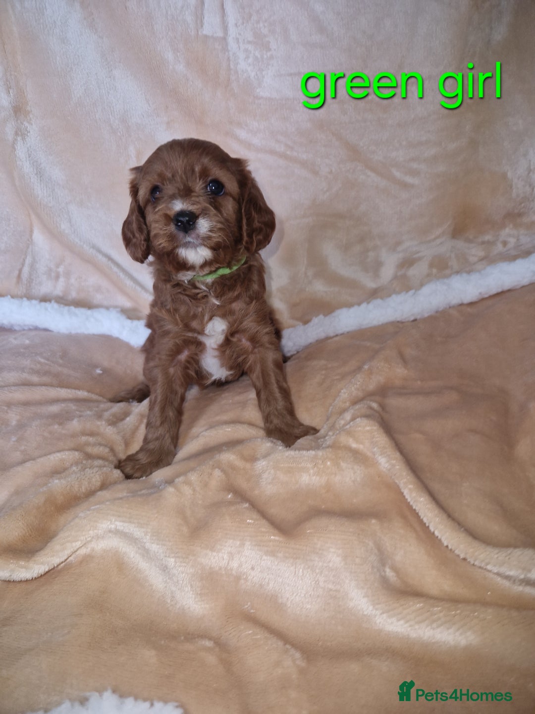 Cavapoo dogs for sale: Beautiful F1 cavapoo puppies - Image 4