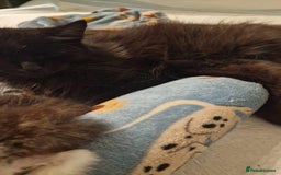 Mixed Breed cats for sale: Mixed Long Hair Black Kittens - Image 4