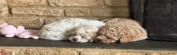 Poochon dogs for sale: 💫 Gorgeous Male Toy Poochon Puppy 💙 - Advert 17