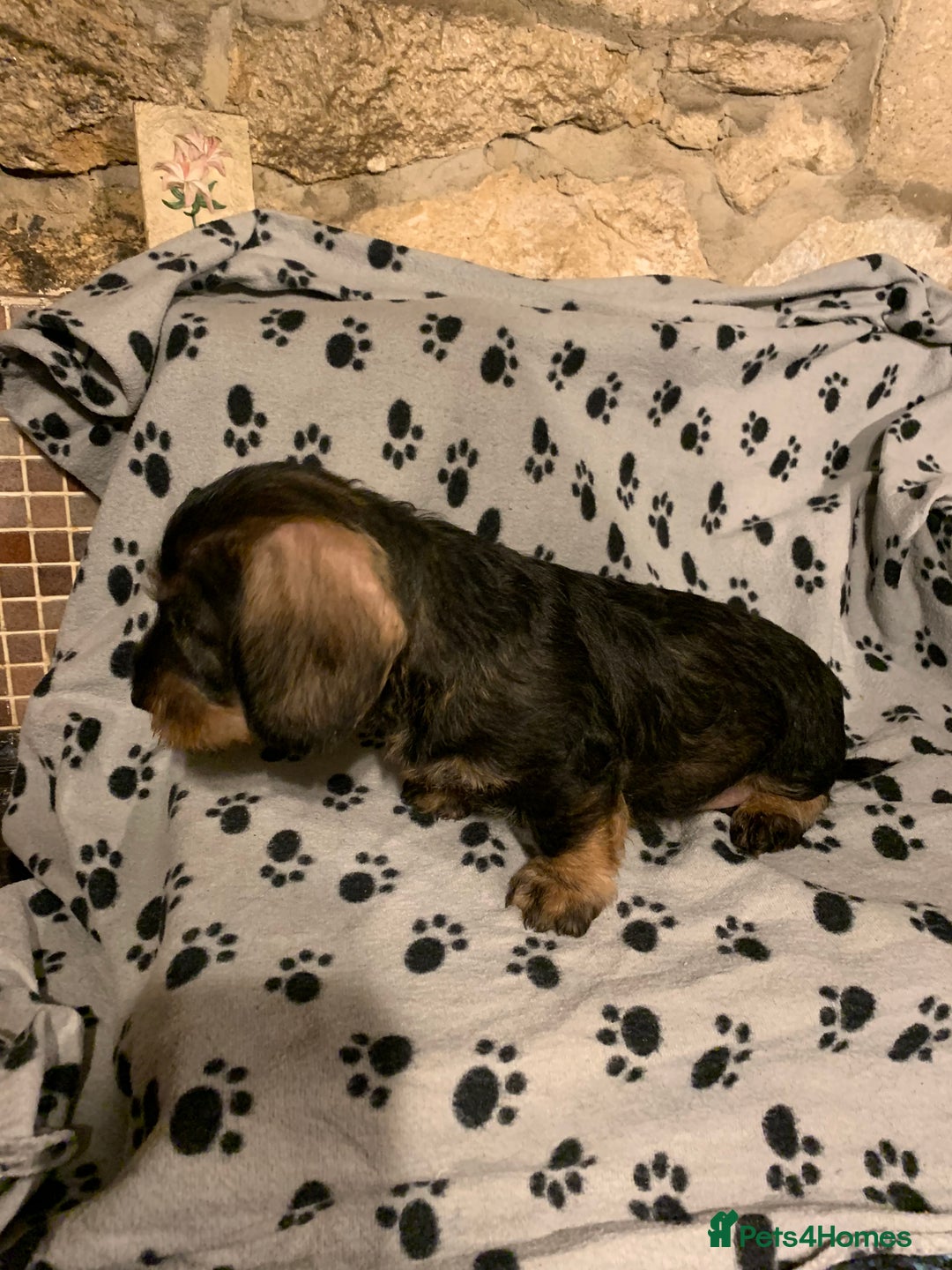 Dachshund dogs for sale: Standard wirehaired dachshund  - Advert 27