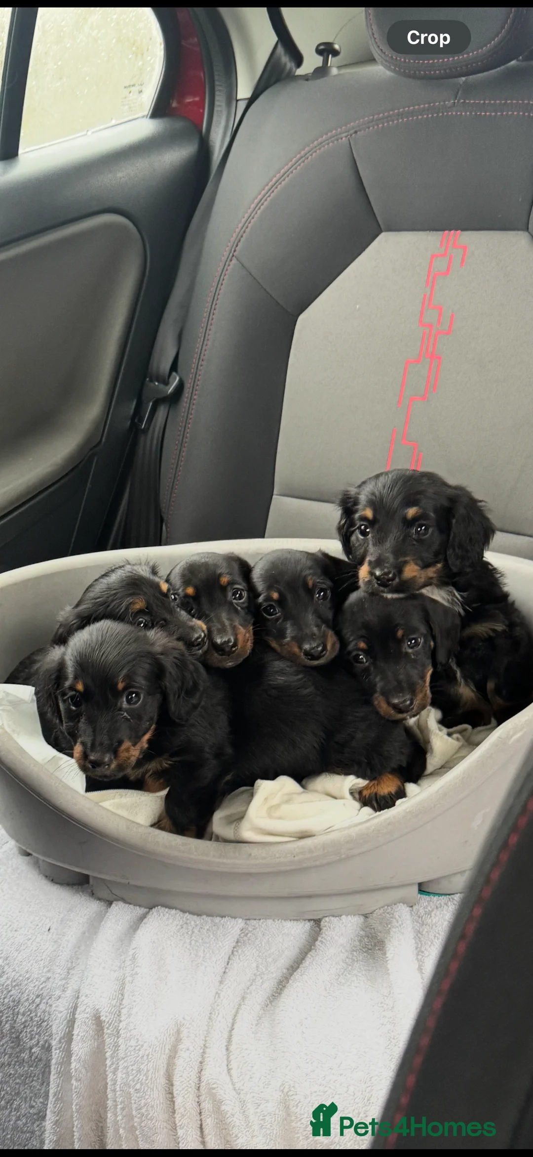 Miniature Dachshund dogs for sale: Miniature dachshunds - Advert 24