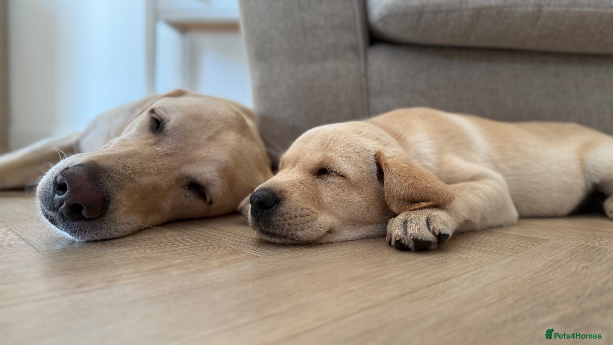 Labrador Retriever dogs KC Registered Working Labrador Puppies 🐾 - Advert 2