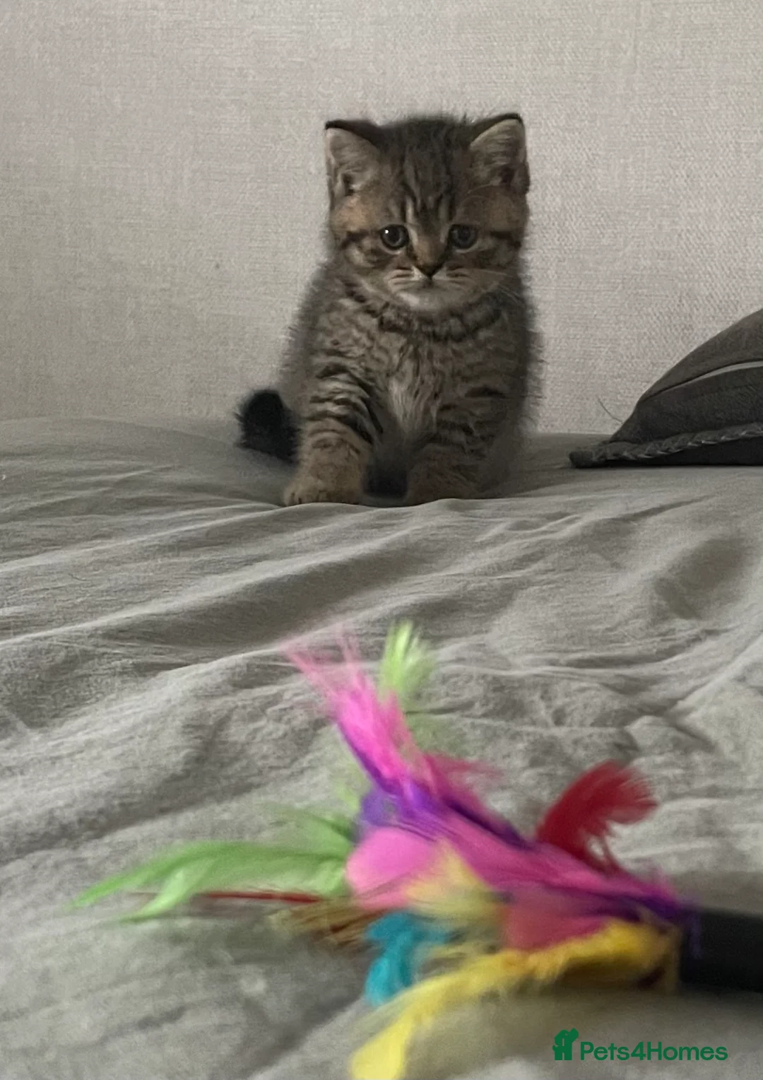 British Shorthair cats for sale: Classic spotted tabby boy Cinnamon carrier - Advert 5