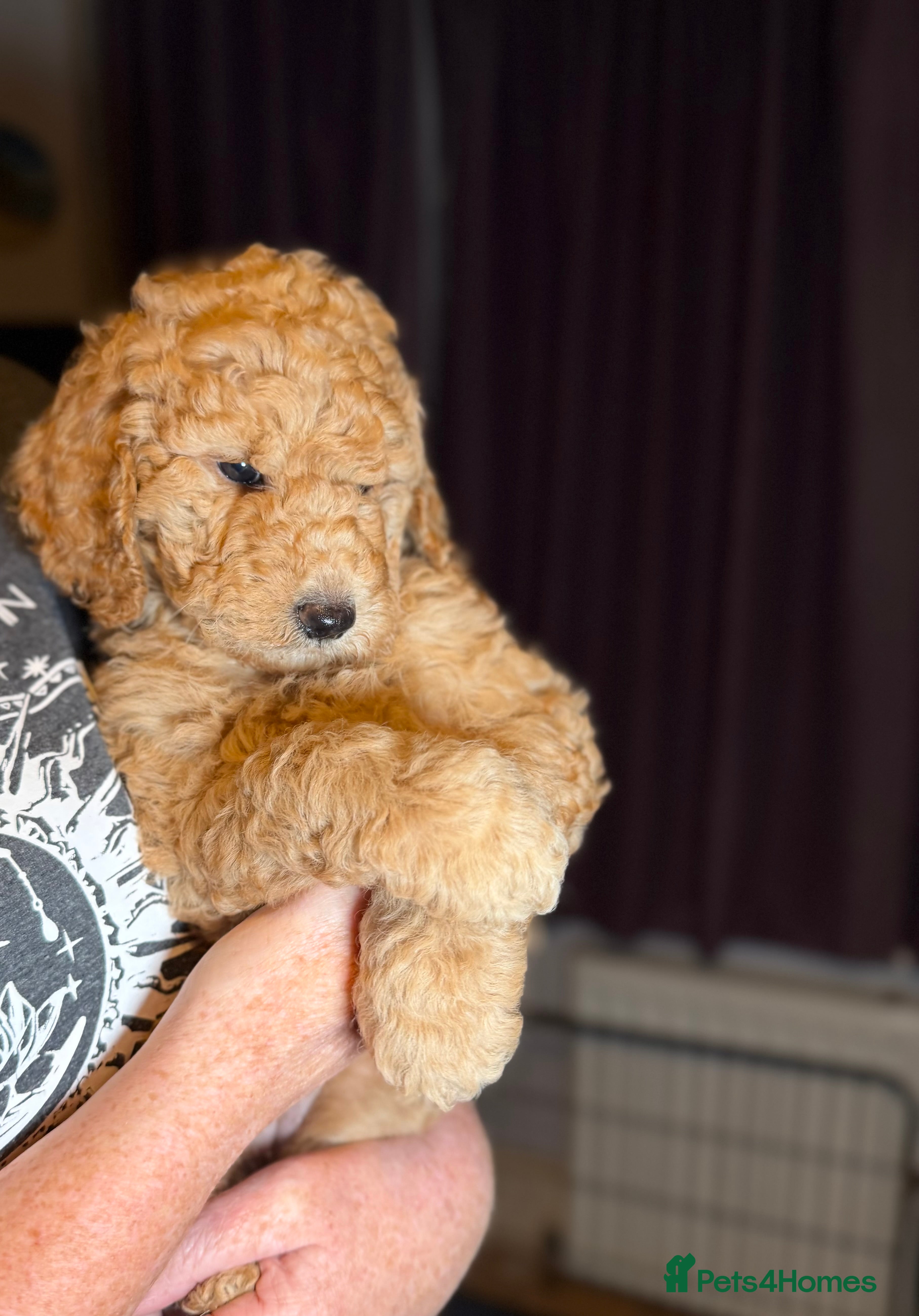 Goldendoodle dogs Goldendoodles Ready Now - Advert 1
