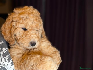 Goldendoodle dogs Goldendoodles Ready Now - Advert 6