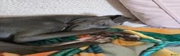 Italian Greyhound dogs for sale: Italian Greyhound - 8 Months Old  - Advert 5