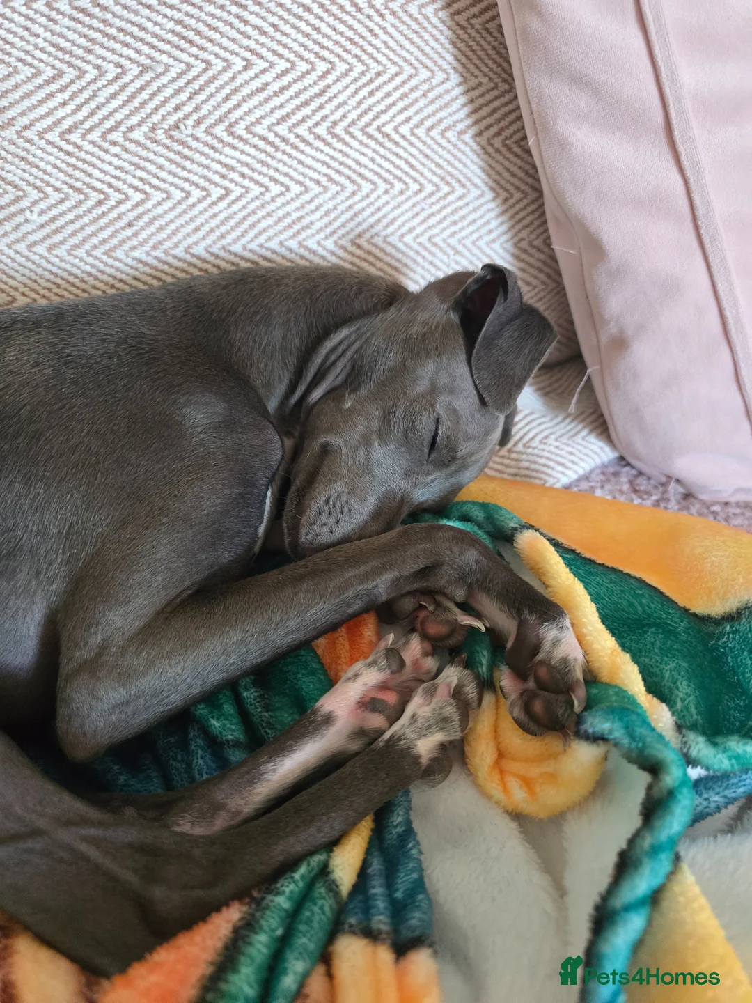 Italian Greyhound dogs for sale: Italian Greyhound - 8 Months Old  - Advert 5