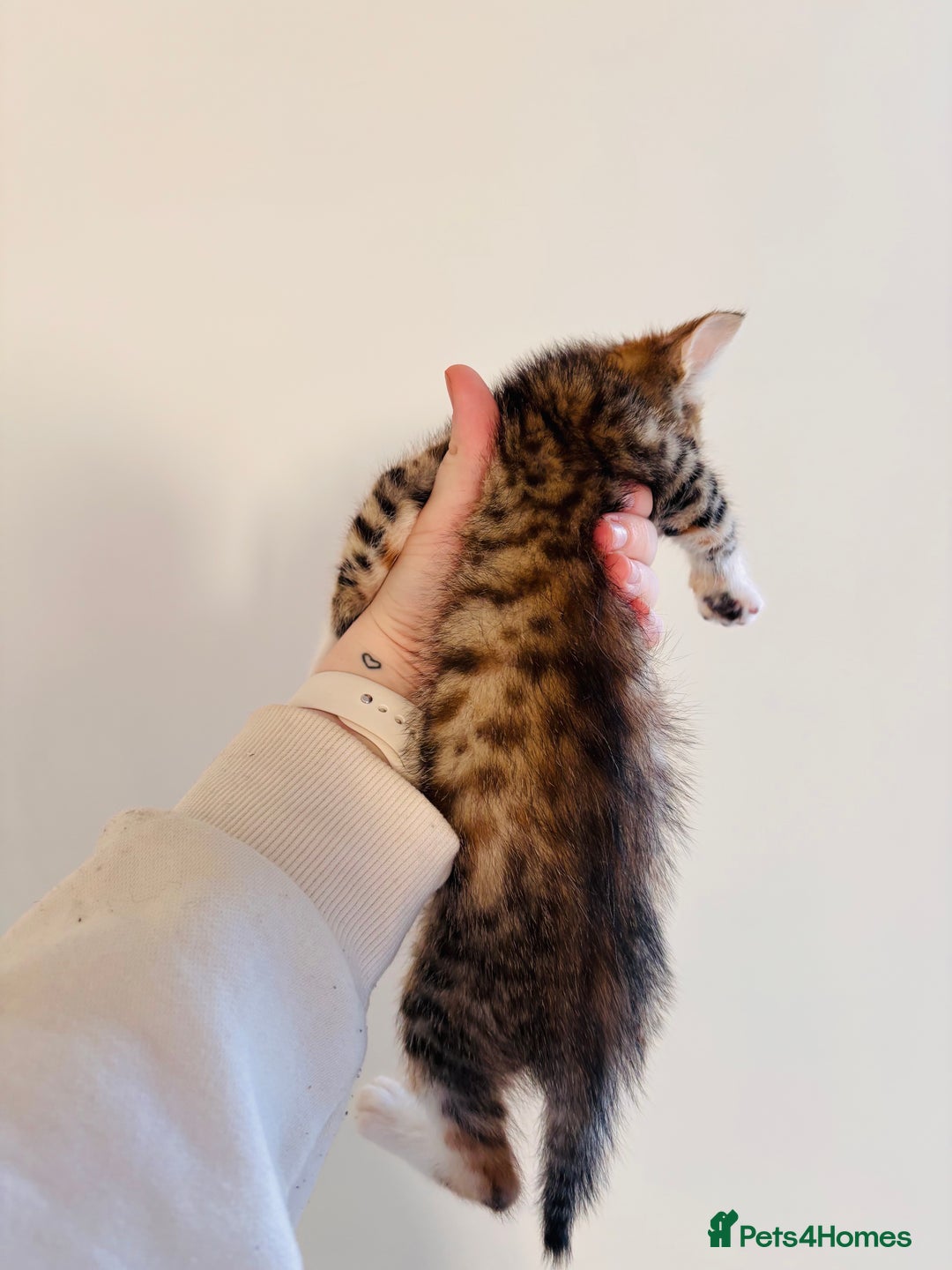 Bengal cats for sale: Bengal Mix Female - Advert 7