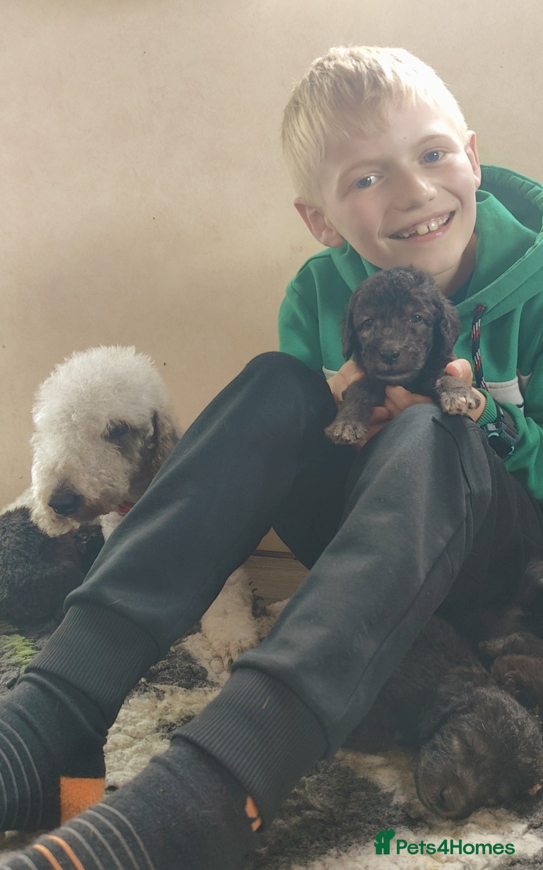 Bedlington Terrier dogs for sale: Champion Sired KC Reg Bedlington Terrier Puppies  - Advert 11