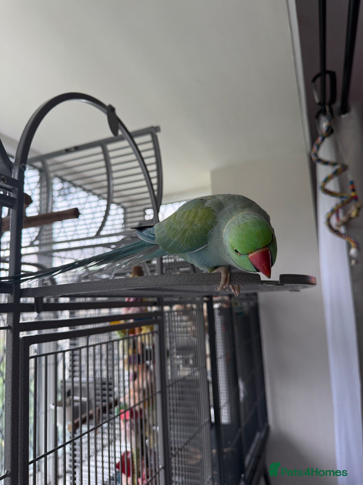 Ringnecks birds Two Beautiful Indian Ringnecks- READ DESCRIPTION  - Advert 2