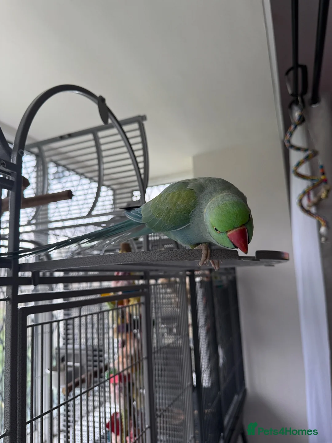 Ringnecks birds for sale: Two Beautiful Indian Ringnecks- READ DESCRIPTION  - Advert 2