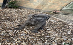 Cane Corso dogs for sale: Cane Corso puppies 9 week old 🫶❤️🫶 - Image 9