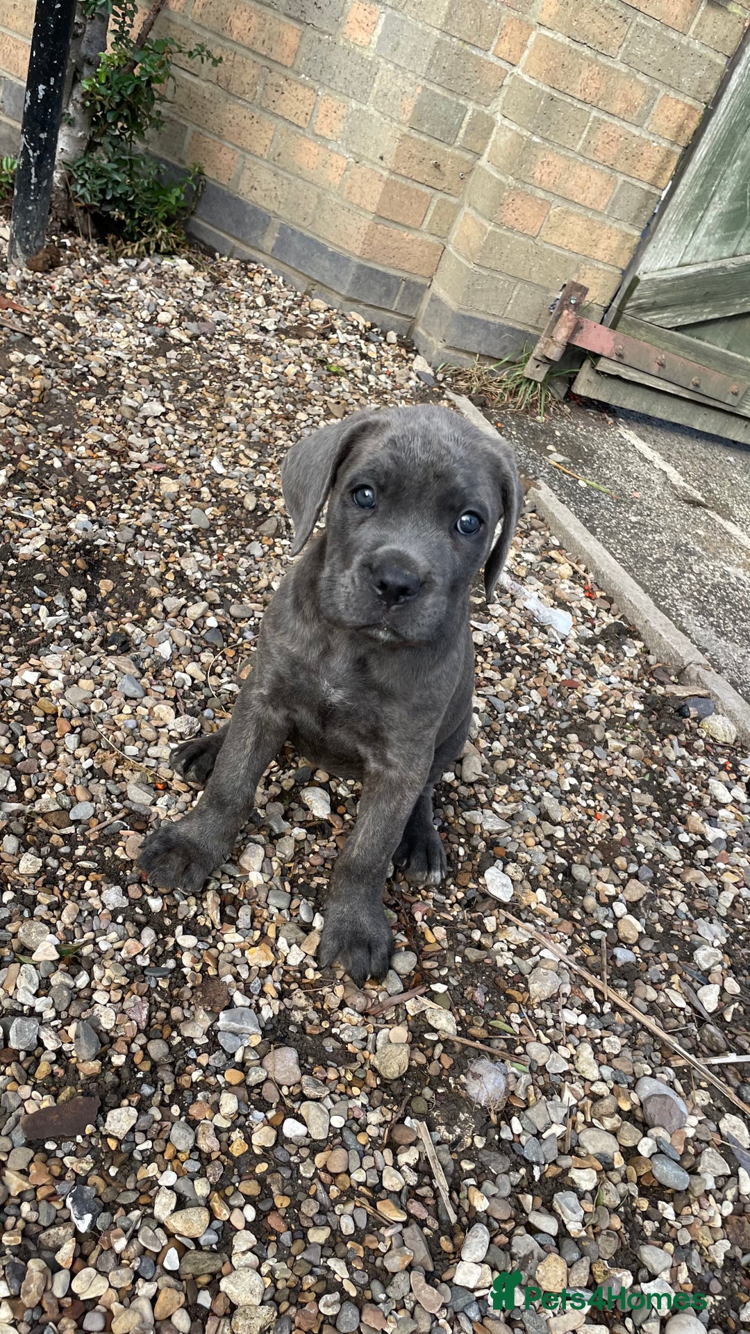 Cane Corso dogs for sale: Cane Corso puppies 9 week old 🫶❤️🫶 - Image 9