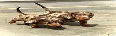 Miniature Dachshund 4