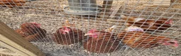 Chickens poultry for sale: LayingvChickens for sale  - Advert 11