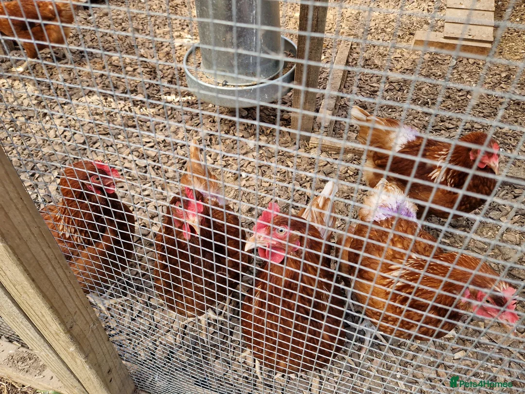 Chickens poultry for sale: LayingvChickens for sale  - Advert 11