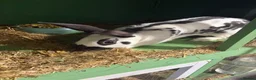 Mixed Breed rabbits for sale: Rex and English spots  - Advert 7
