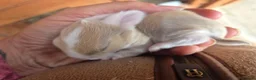 Mixed Breed rabbits for sale: Torte lion head lop  - Advert 12