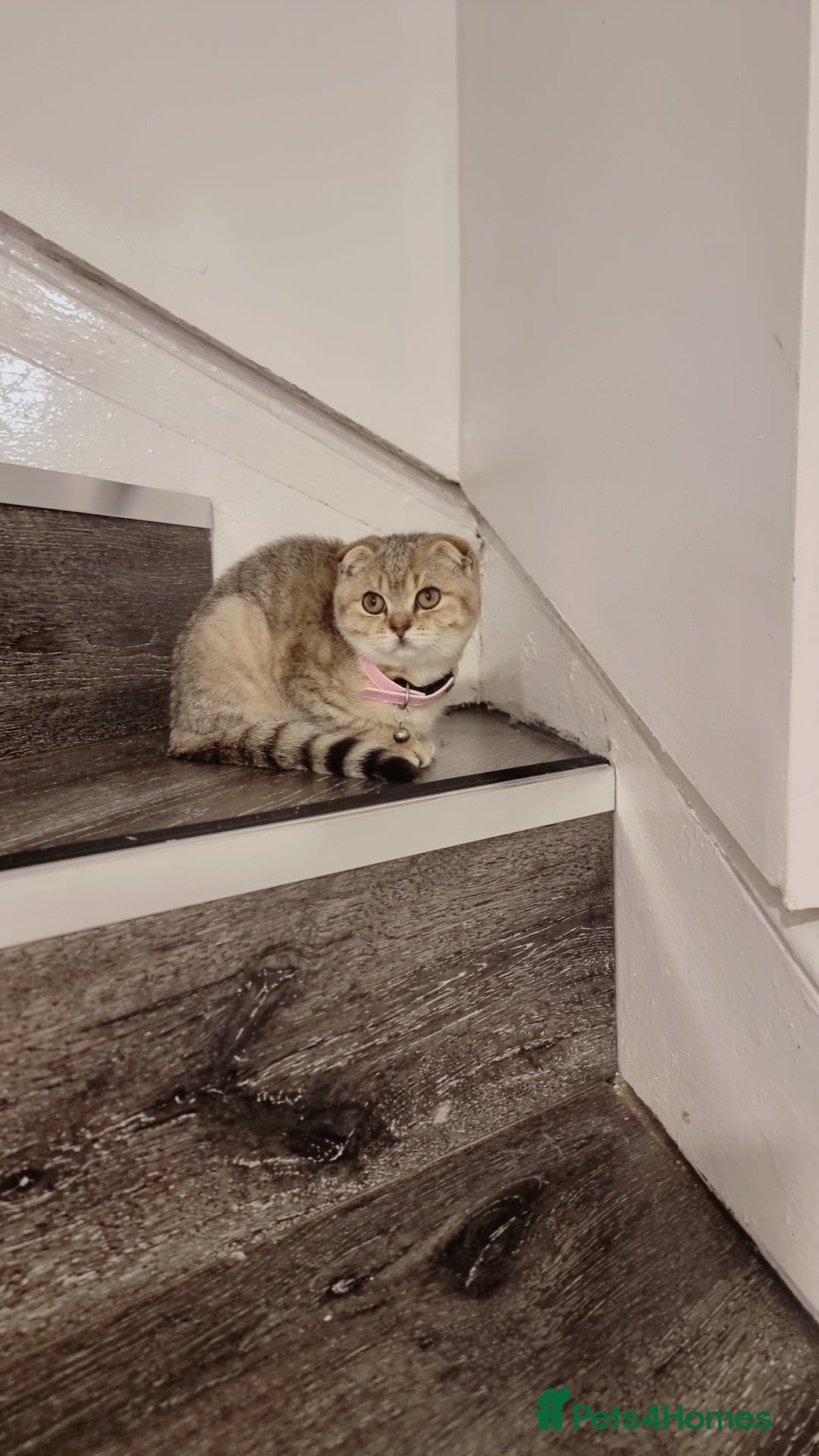 Scottish Fold cats for sale: Scottish fold 1 female left  - Image 3