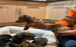 Miniature Dachshund dogs for sale: Stunning rainbow litter mini dachshunds - Advert 15