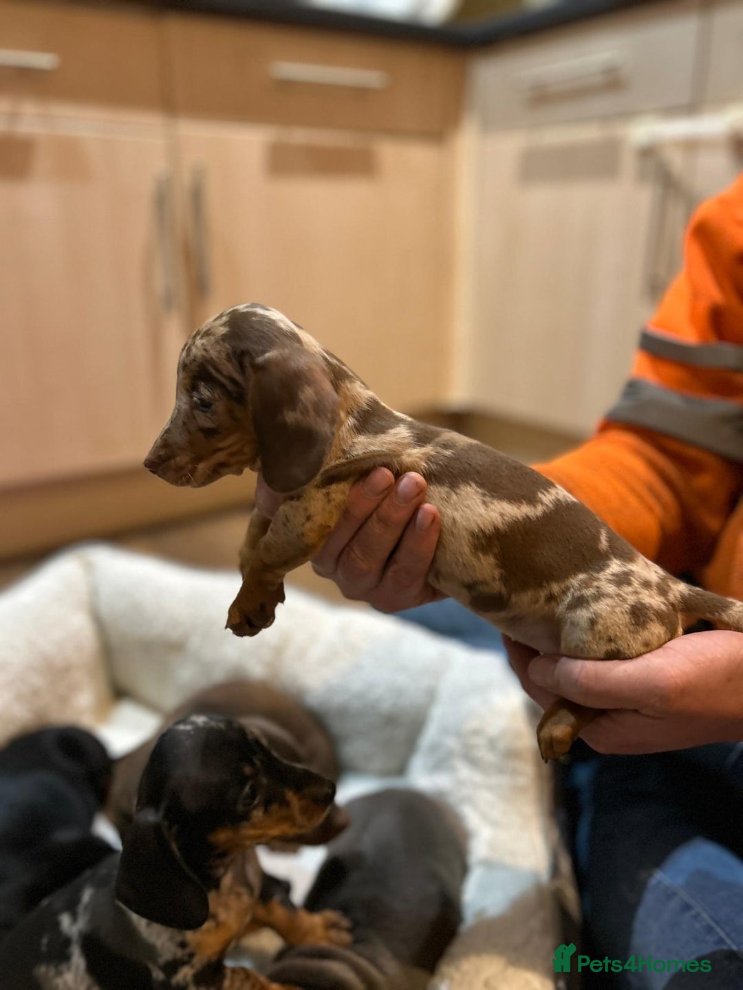 Miniature Dachshund dogs for sale: Stunning rainbow litter mini dachshunds - Advert 15
