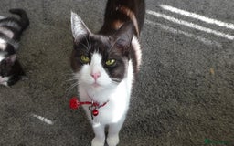 Mixed Breed cats for sale: British shorthaired mixed breed kittens - Image 2