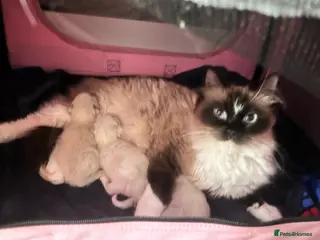 Ragdoll cats Beautiful purebreed ragdoll kittens - Advert 19