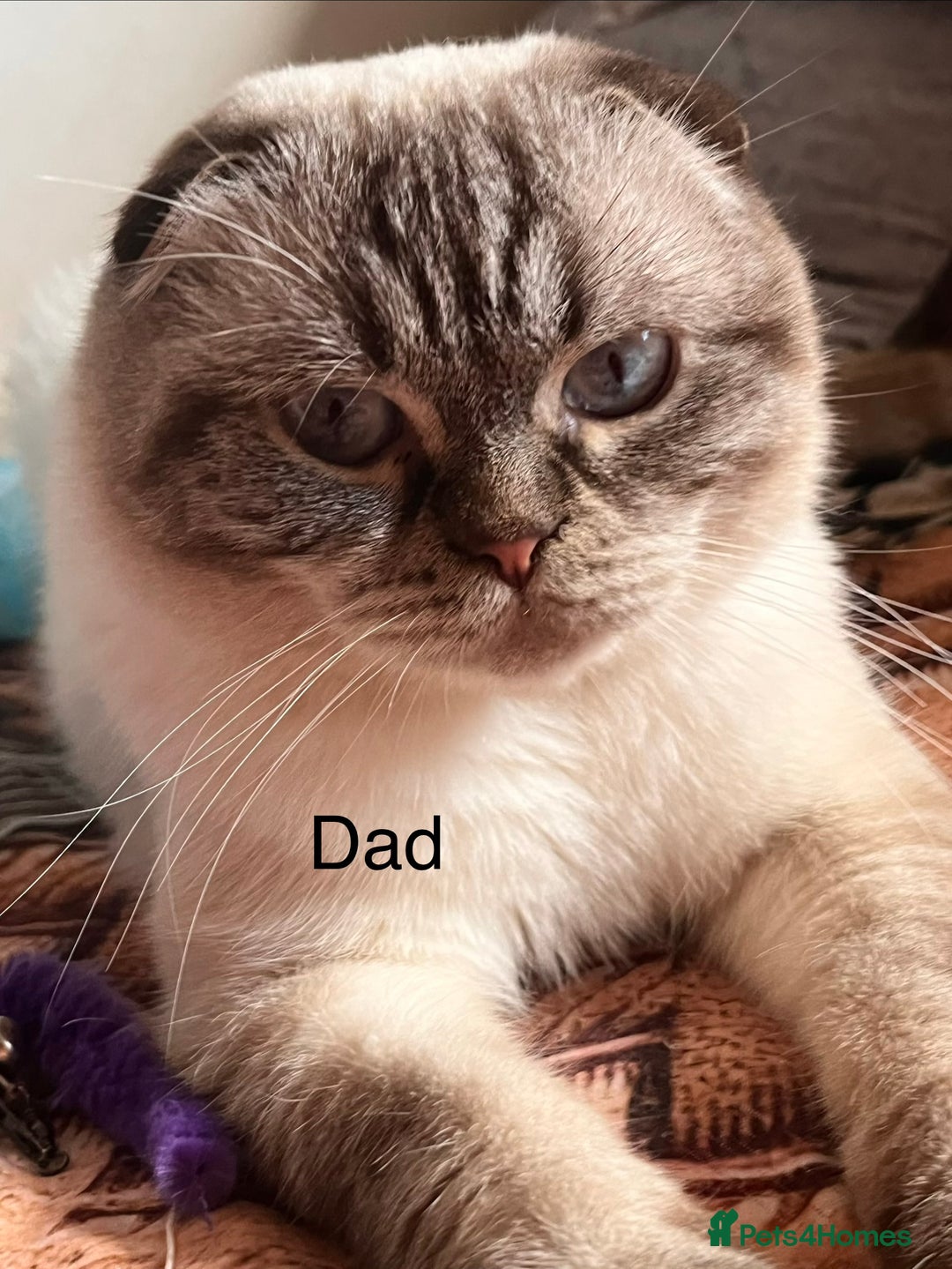 Ragdoll cats for sale: 🐾 Adorable Ragdoll Cross Kittens 🐾 - Advert 15