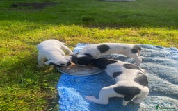 Pointer dogs for sale: English Pointer Bitch - Image 12