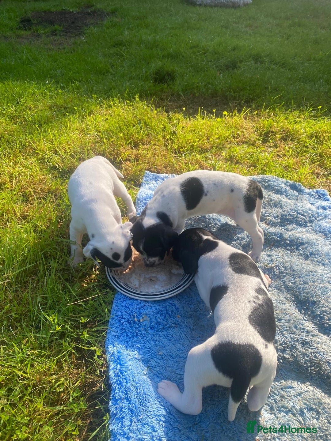 Pointer dogs for sale: English Pointer Bitch - Image 12