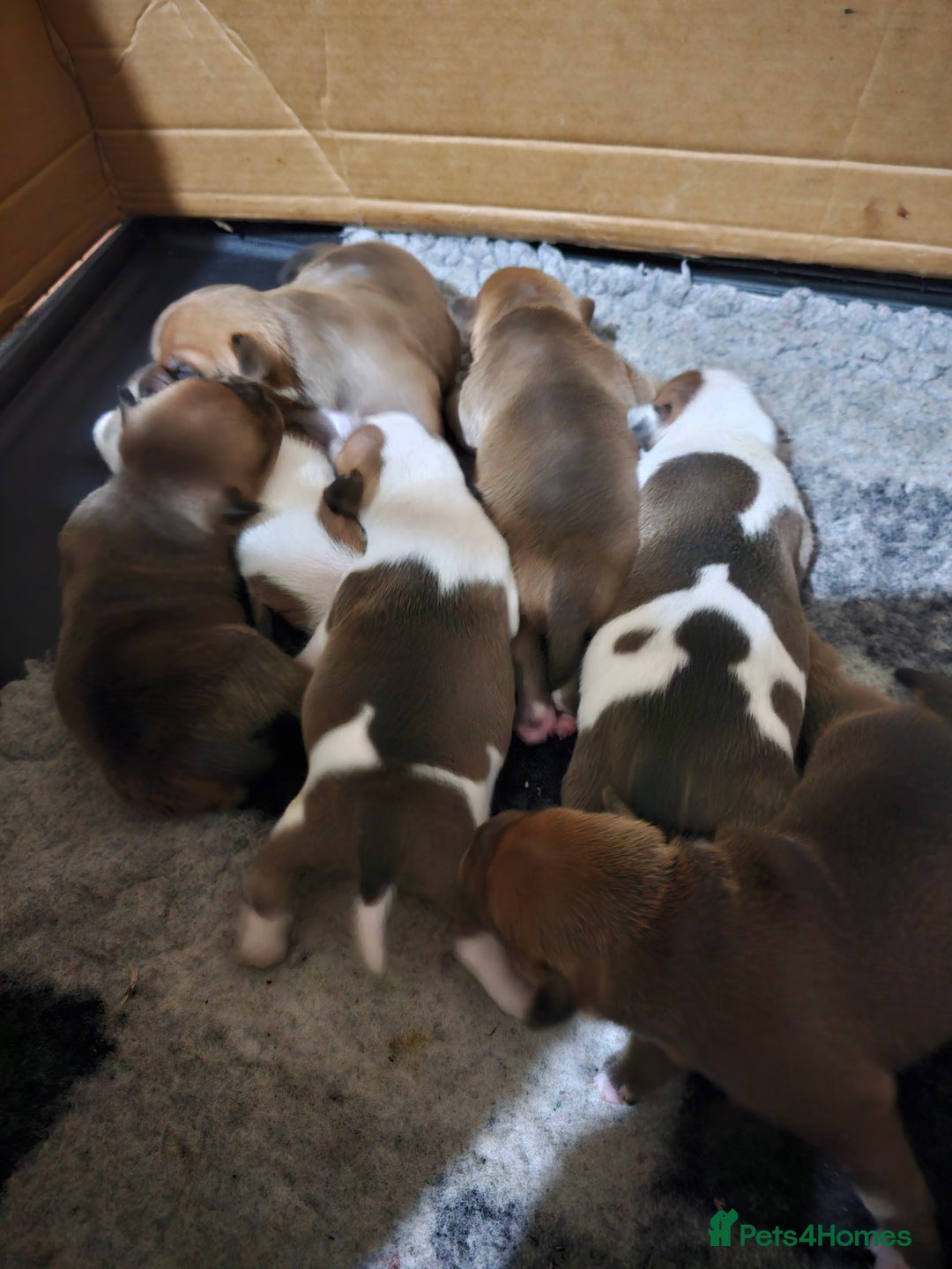 Staffordshire Bull Terrier dogs for sale: 🥨Amazing opportunity awaits.🥨 - Advert 7