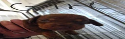 Miniature Dachshund dogs for sale: Chocolate and tan miniature dashounds - Advert 10