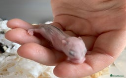 Hamster rodents for sale: Russian dwarfs  - Image 3