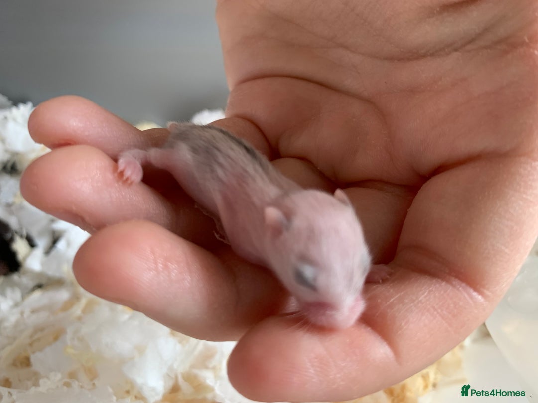 Hamster rodents for sale: Russian dwarfs  - Image 3