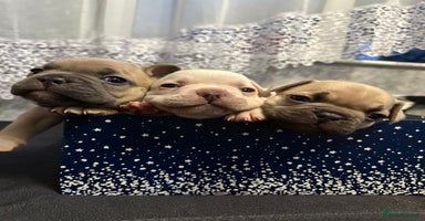 French Bulldog dogs - Advert 14