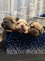 French Bulldog dogs - Advert 2