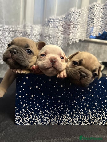 French Bulldog dogs - Advert 7