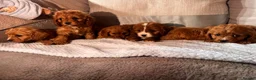 Cavapoo dogs for sale: Cavapoos  in Worcester - Advert 18